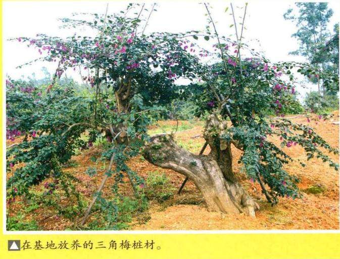 图解 三角梅盆景怎么培育制作的方法