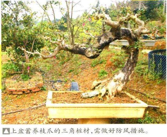 图解 三角梅盆景怎么培育制作的方法