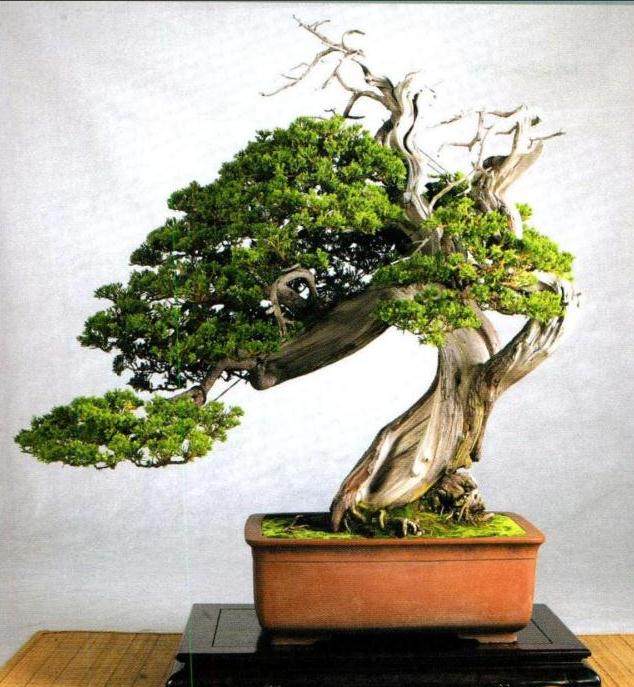 2013年 第七届世界盆景大会