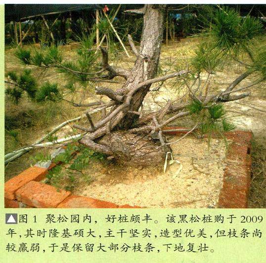 图解 将黑松树桩制作成盆景的22个过程