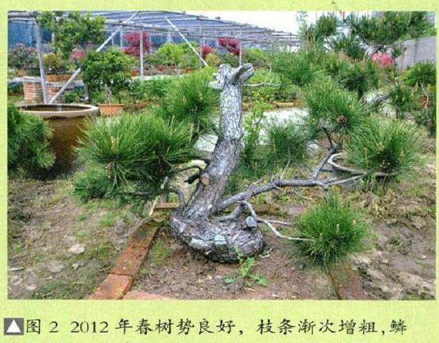 图解 将黑松树桩制作成盆景的22个过程