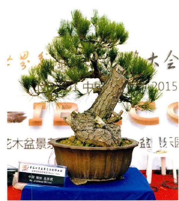 图解 将黑松树桩制作成盆景的22个过程