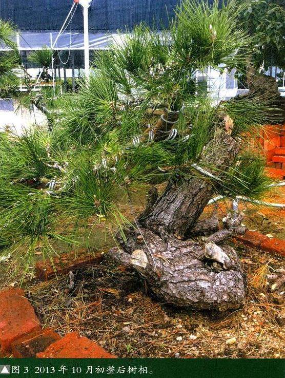 图解 将黑松树桩制作成盆景的22个过程