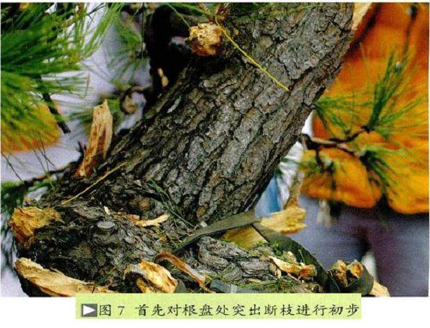 图解 将黑松树桩制作成盆景的22个过程