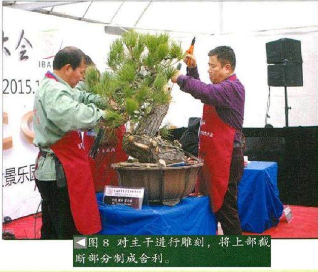 图解 将黑松树桩制作成盆景的22个过程
