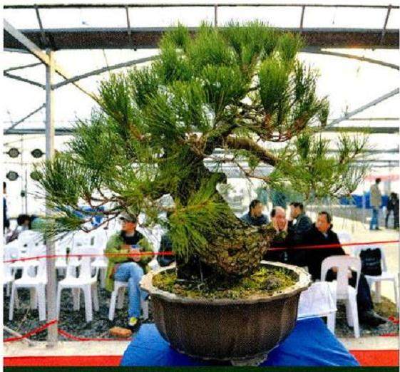 图解 将黑松树桩制作成盆景的22个过程