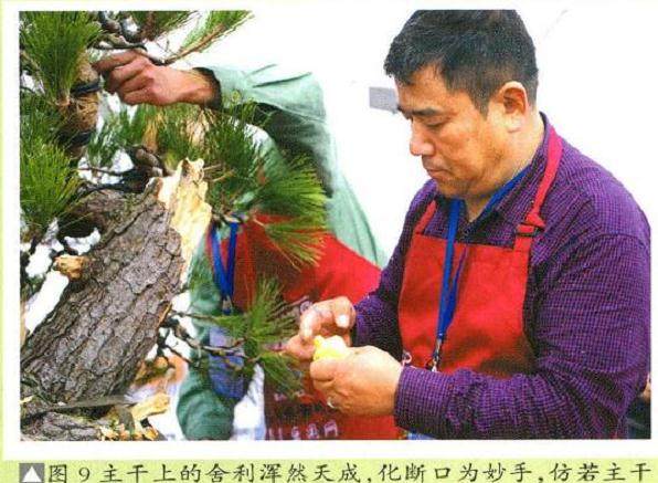 图解 将黑松树桩制作成盆景的22个过程