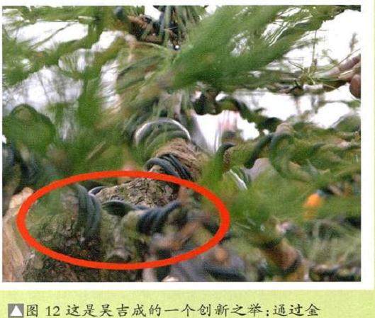 图解 将黑松树桩制作成盆景的22个过程