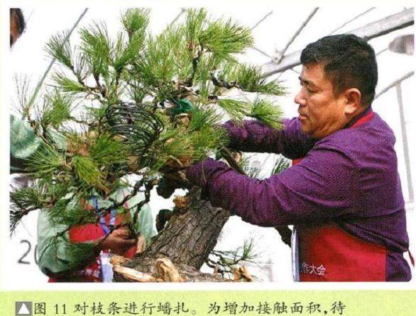 图解 将黑松树桩制作成盆景的22个过程