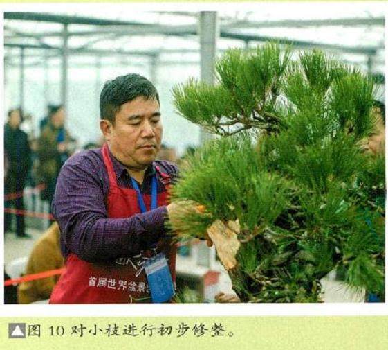 图解 将黑松树桩制作成盆景的22个过程