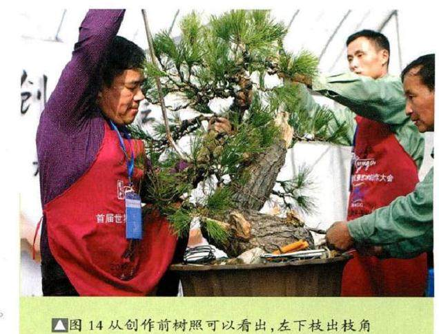 图解 将黑松树桩制作成盆景的22个过程