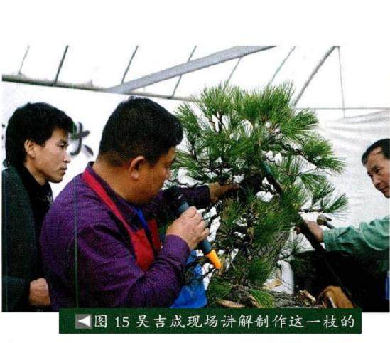 图解 将黑松树桩制作成盆景的22个过程