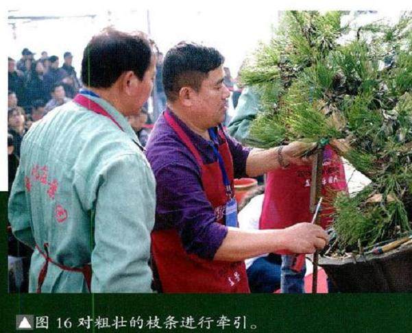 图解 将黑松树桩制作成盆景的22个过程