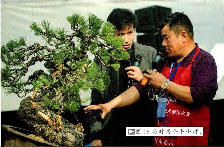 图解 将黑松树桩制作成盆景的22个过程