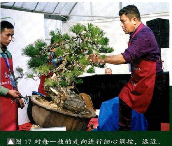 图解 将黑松树桩制作成盆景的22个过程