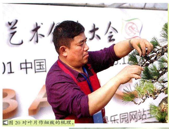 图解 将黑松树桩制作成盆景的22个过程