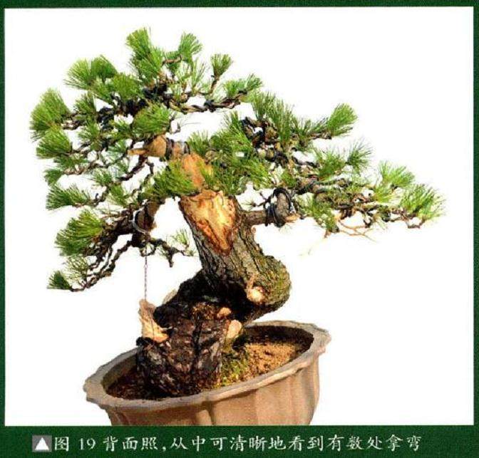 图解 将黑松树桩制作成盆景的22个过程