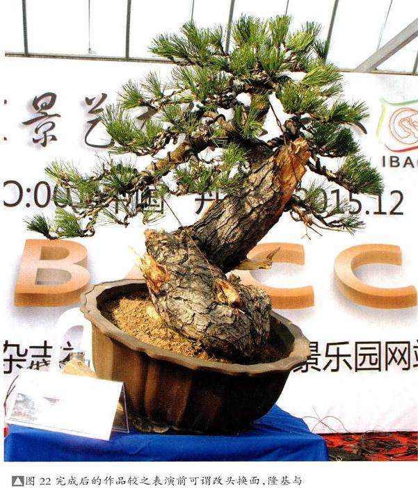 图解 将黑松树桩制作成盆景的22个过程