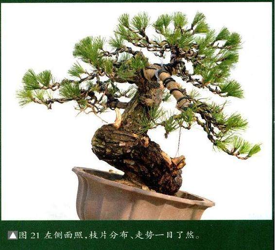 图解 将黑松树桩制作成盆景的22个过程