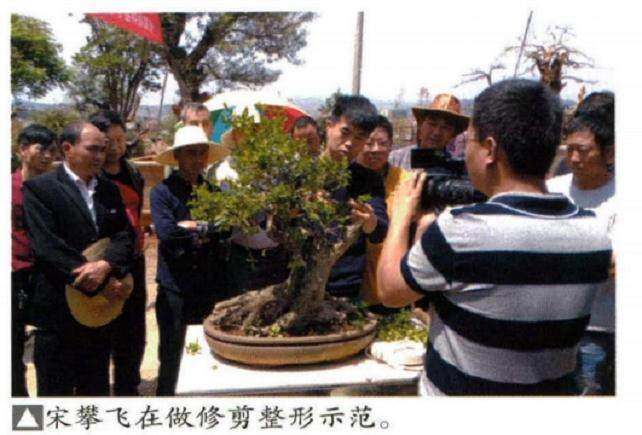 要正确认识我们云南的盆景形势 找出差距