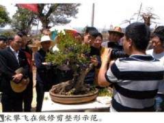 要正确认识我们云南的盆景形势 找出差距