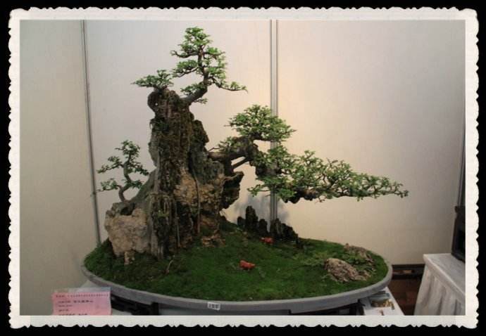 2016中国开封铁搭杯盆景艺术展