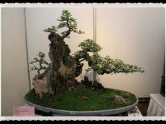 2016中国开封铁搭杯盆景艺术展