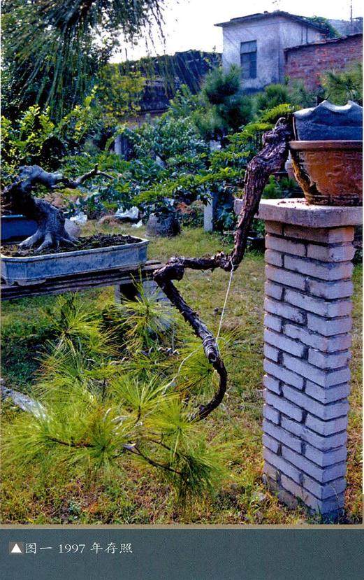 图解 悬崖盆景制作的5个要点