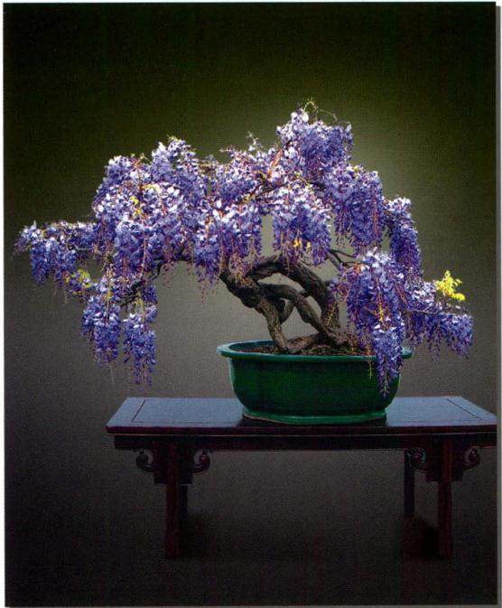 紫藤在观花类盆景中也是韵致别具 深得消费者青睐