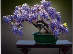 紫藤在观花类盆景中也是韵致别具 深得消费者青睐