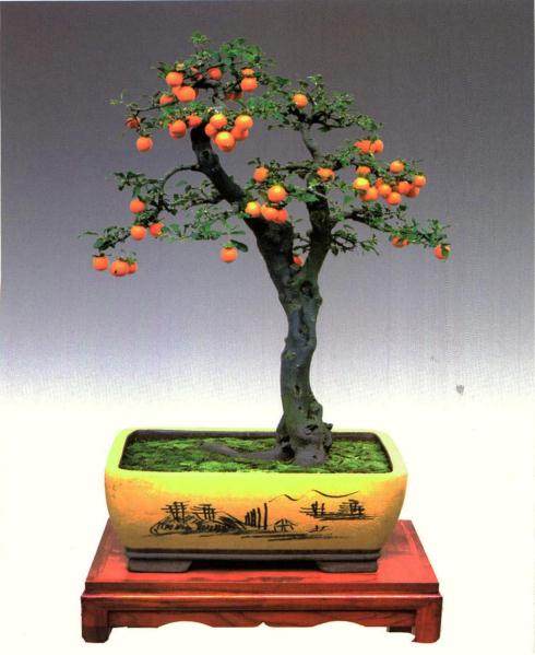 弹子下山桩较易生根 但从外地购入须注意以下3点