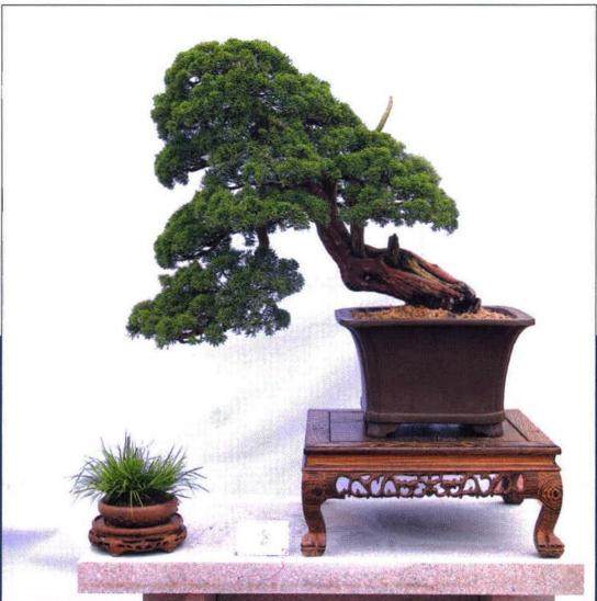 大别山映山红杯盆景精品展在安庆岳西隆重开幕