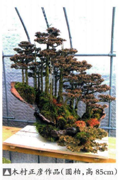 对日本盆景 可以借鉴 但不宜模仿