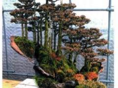 对日本盆景 可以借鉴 但不宜模仿