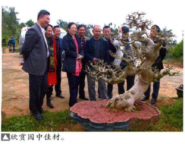湛江市各级领导赴粤西盆景艺术交流中心参访
