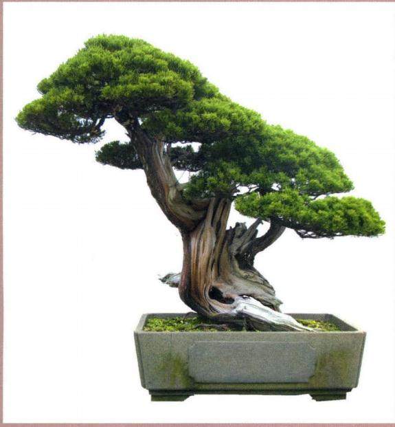 台州梁园:国内最早高高品质的私家盆景园