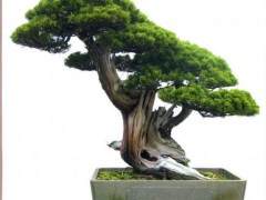 台州梁园国内最早高高品质的私家盆景园