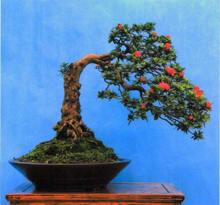 杜鹃盆景已经成为南山双龙村一张名片