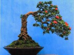 杜鹃盆景已经成为南山双龙村一张名片