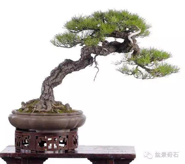 常州随园中国最大的私人盆景园