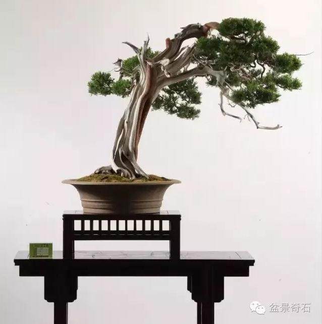 常州随园：中国最大的私人盆景园