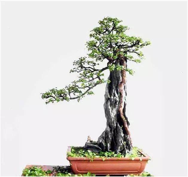 附石盆景构图上的均衡态势