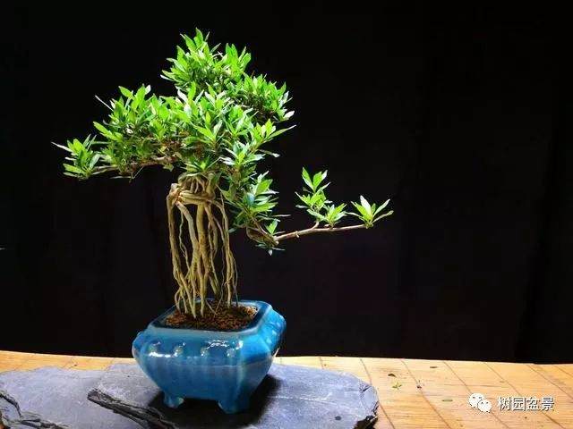 开启盆景自查 养护问题一次解决!