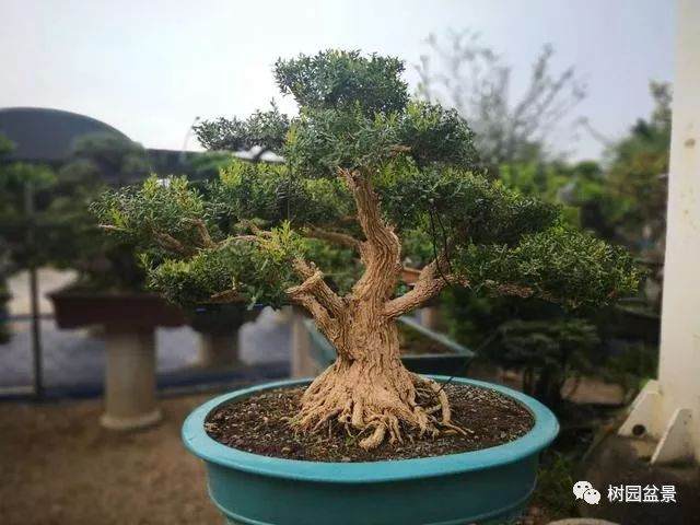 开启盆景自查 养护问题一次解决