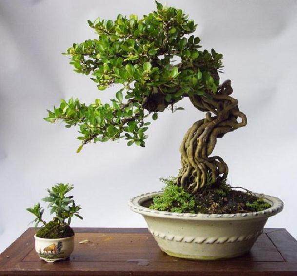 盆景黄杨的修剪技术要点