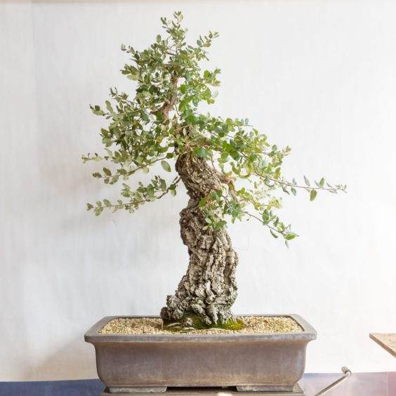 大软木橡木盆景