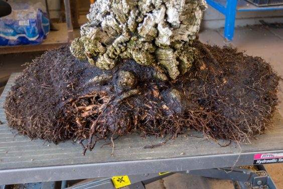 从盆景根球前面修剪旧土壤后