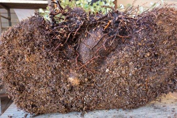 如何修剪大型软木橡树盆景的根部