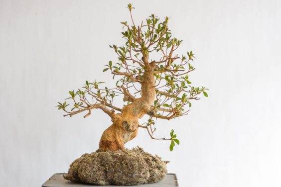 盆景的根包裹在苔藓中