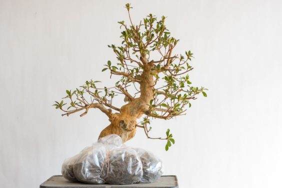 五月杜鹃花盆景